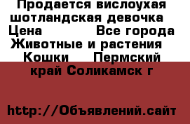 Продается вислоухая шотландская девочка › Цена ­ 8 500 - Все города Животные и растения » Кошки   . Пермский край,Соликамск г.
